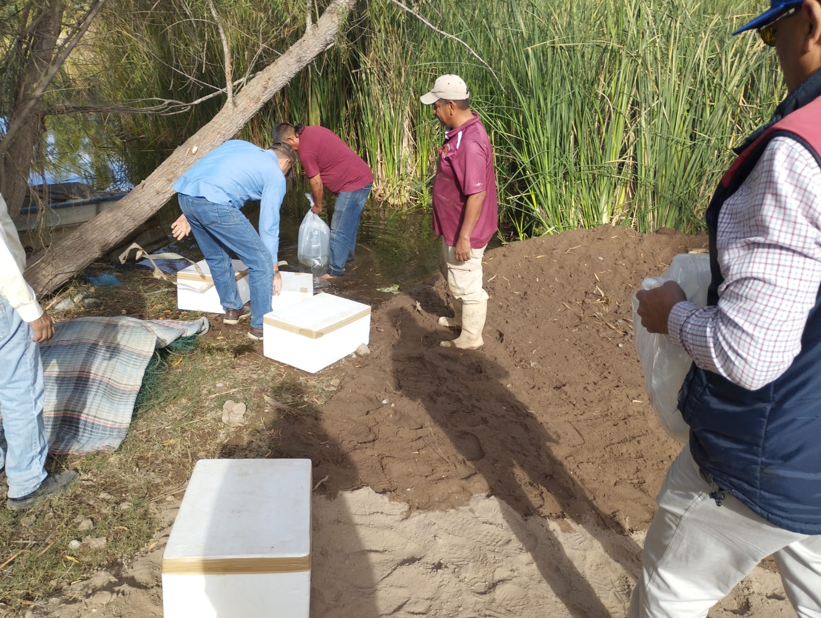 Apoya IAES en producción sustentable a Cooperativa Acuícola Yaqui